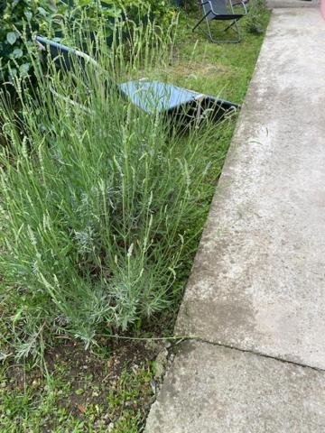 Apartman Milica Požarevac Esterno foto